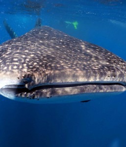 Whale Shark Tour