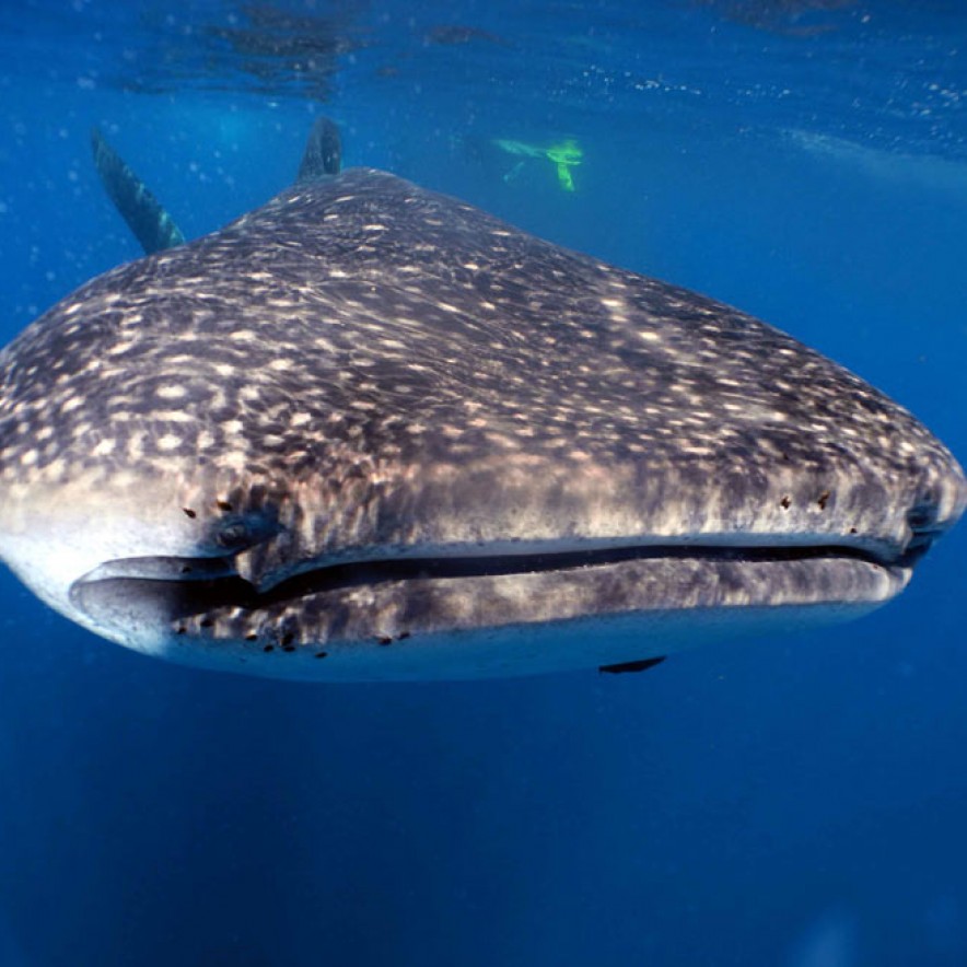 scuba diving with whale sharks in cancun