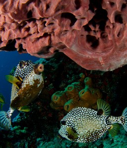 Cancun Diving Package