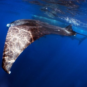 whale shark snorkeling in cancun