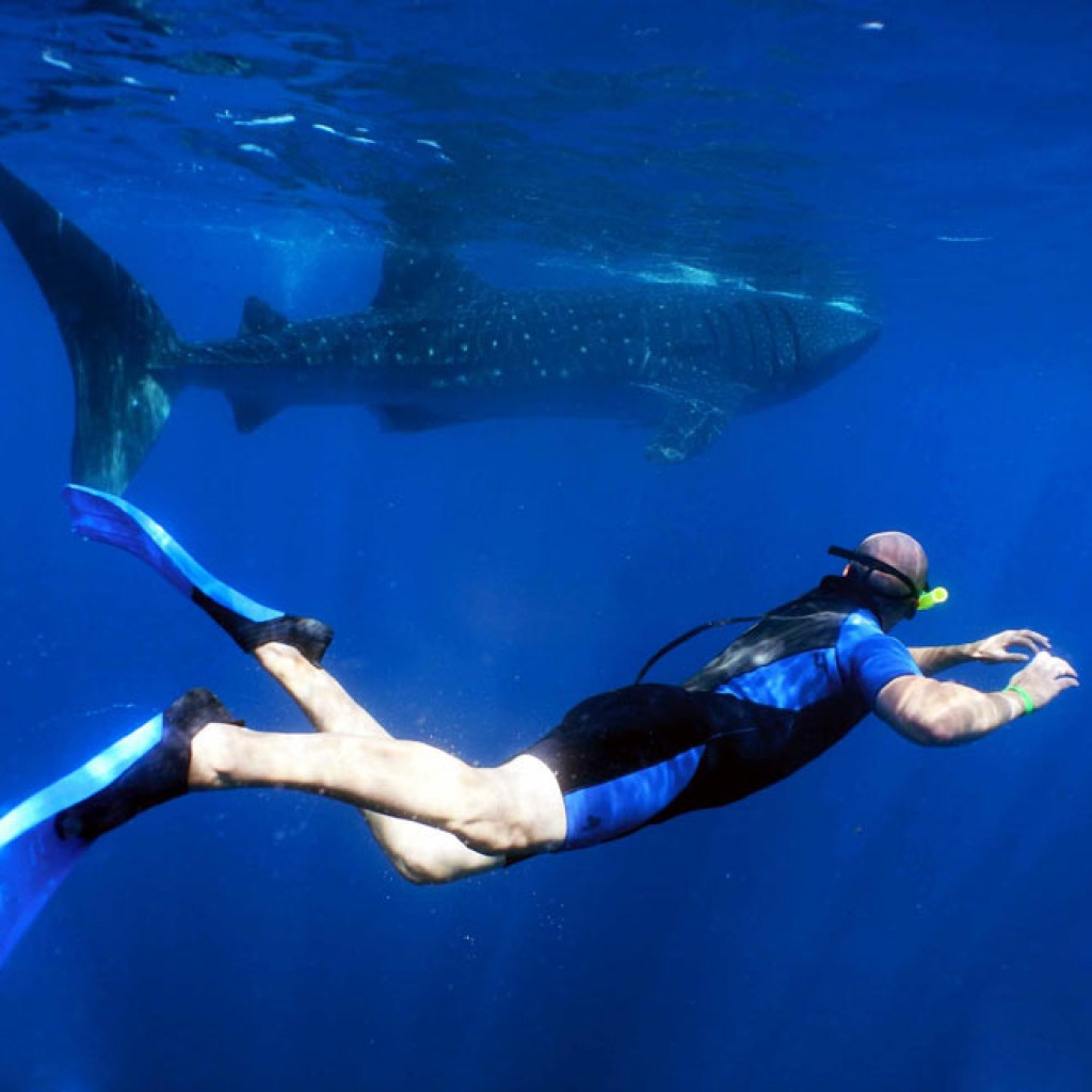 scuba diving with whale sharks cancun