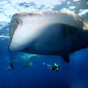 whale shark snorkeling in cancun