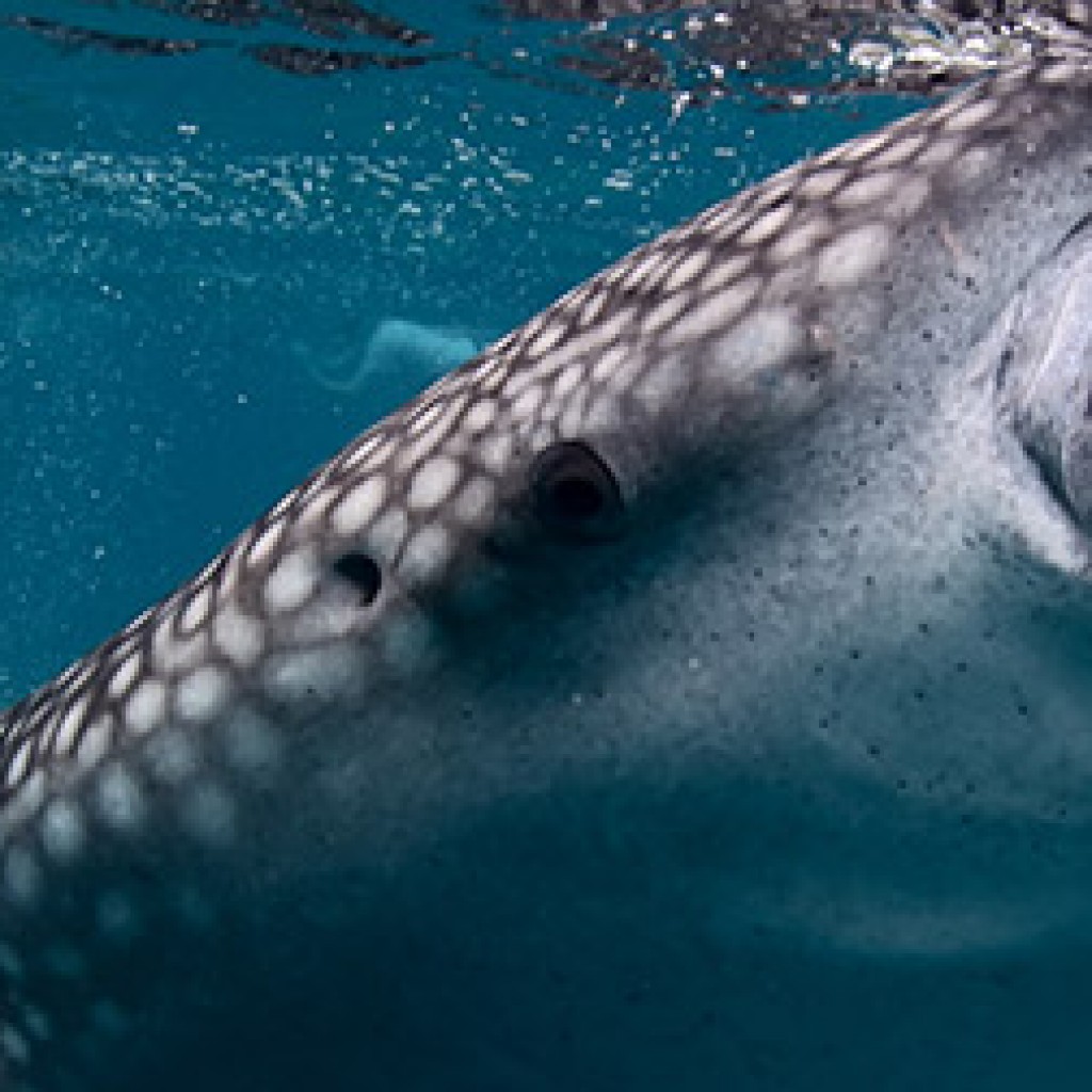 cancun whale shark scuba diving