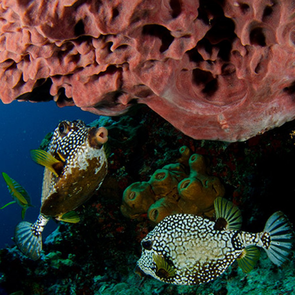 cancun diving packages