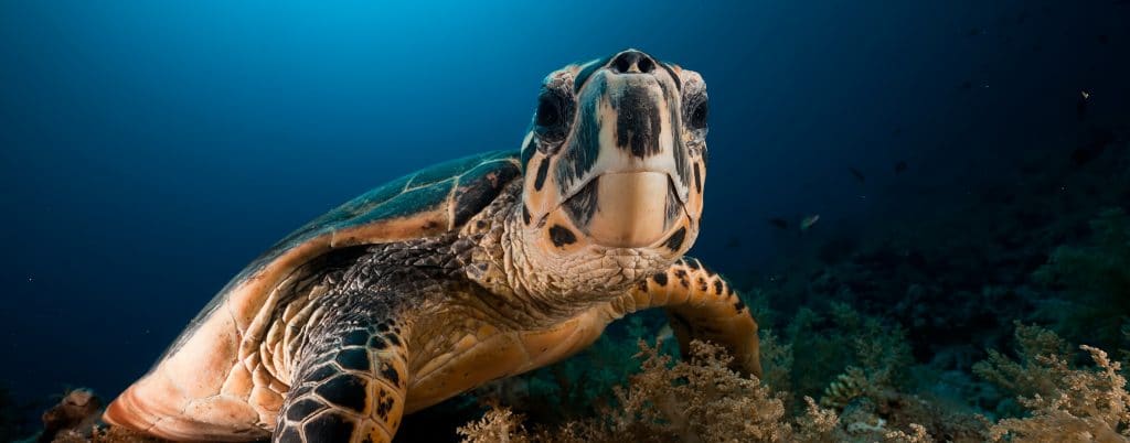 scuba diving hotel zone cancun